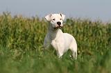 DOGUE ARGENTIN 350